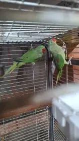 Alexandr Velký Nepálský