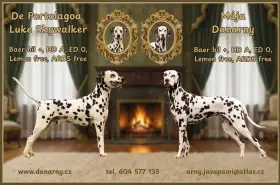 Dalmatin - štěňátka s PP FCI