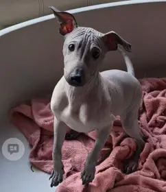 3,5 měsíční štěňě (pejsek) - americký bezsrstý teriér-modrý/šedo-černý