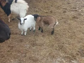 Prodám Holandská zakrslá kůzlata