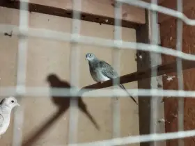 Holoubek diamantový