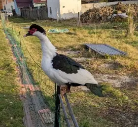 Prodám výstavní kachnu pižmovku