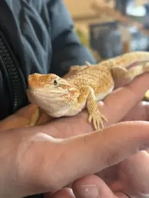 Agama vousatá a terárium