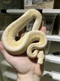 Prodám mláďata krajt