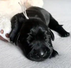 Knírač střední černý - pejsci s PP FCI