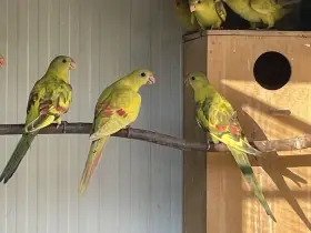 Papoušek horský - PASTEL 3,0 samci 2025 a starší