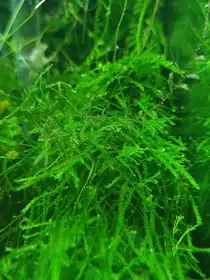 Java moss (Taxiphyllum barbieri)