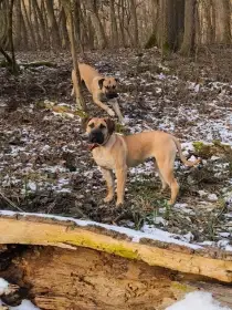 Kanárska doga (Presa Canario) – fenka s PP