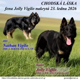 Štěňata chodského psa