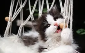 Britská koťátka k rezervaci