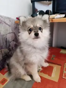 Pomeranian
