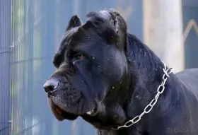 Cane Corso s PP FCI