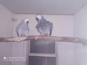 Prodám starší pár žáků Kongo.