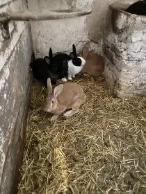 Prodám králíky