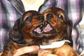 Štěňátka - jezevčík trpasličí dlouhosrstý