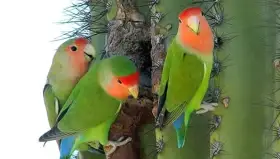 Agapornis růžohrdlý