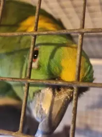 Amazoňan žlutokrky