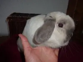 Minilop - zakrslý beránek