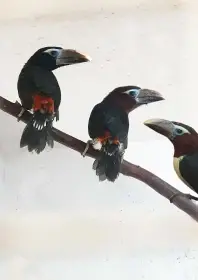 Pteroglossus viridis