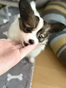 Papillon - společenské plemeno s PP