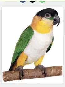 Amazonek Černotemený