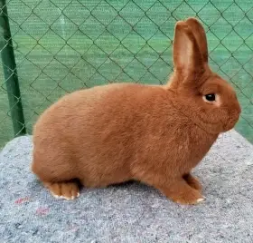 Prodám samce i samice novozélandský červený