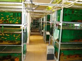 Moderní odchovna akvarijních ryb o objemu cca 120 tis. litrů za symbolickou cenu