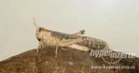 Kvalitní krmný hmyz - široký sortiment - rozvoz zdarma