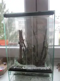 Daruji pakobylky rohaté