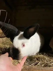 Kalifornský chovná skupina