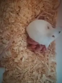 Myš bílá laboratorní