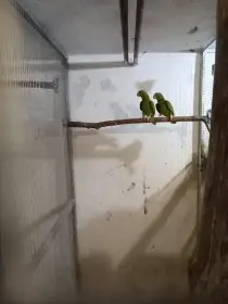 Prodám amazoňan běločelý