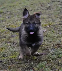 Německý ovčák s PP