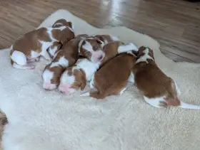 Prodám Welsh Springer Spaniel