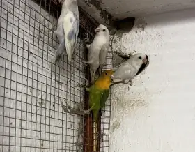 Agapornis růžohrdlý 2025