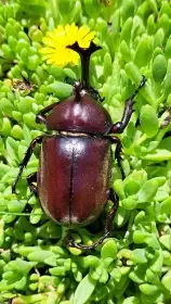 Nabídka larev nosorožíků a zlatohlávků na Faunatrhy Ostrava 15.2.2026