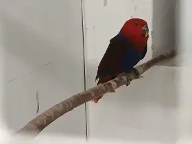 Eklektus polychloros