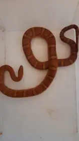 Levně prodám užovky červené – mladí jedinci, chovný pár