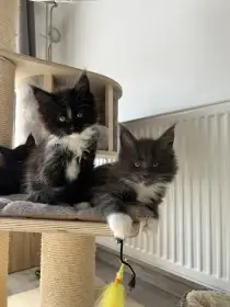 Volná černá kočička