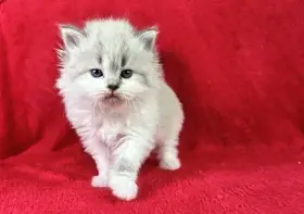 Něvská maškaráda koťátka