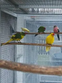 Kakariki rudočelý pár