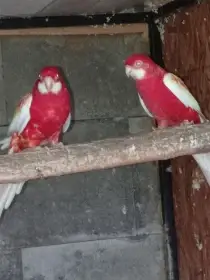 Rosela pestrá rubino