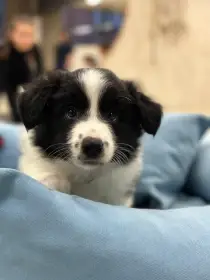 Pejsek Border kolie s PP