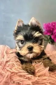 Jorkšírský terier, štěňátka s PP FCI