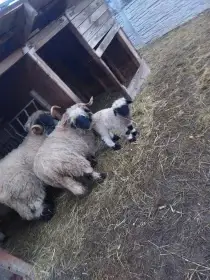 Walliserská ovce - beránek