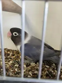 Agapronis škraboškový (Agapornis personatus)