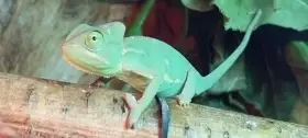 Mláďata Chameleon jemenský