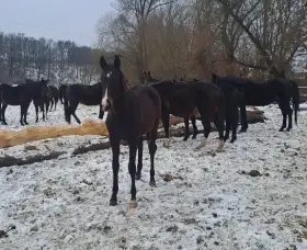 Bac Cola anglický plnokrevník