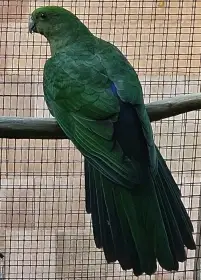 Papoušek královský