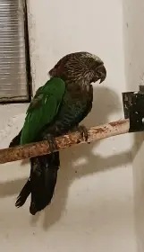 Amazoňan vějířový